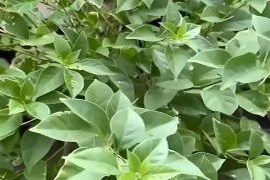 三角梅开花困难?老花农分享“摘叶三步法”,20天让你赏花无止境!
