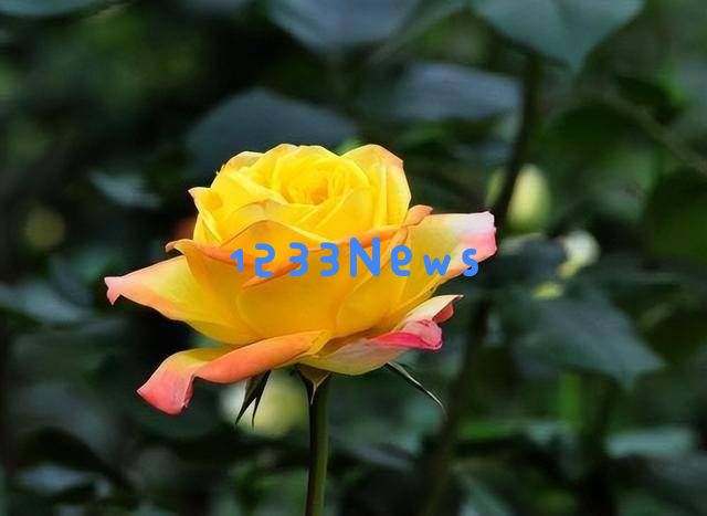 当枕边人变心背叛时,关注这两个细节找出真相,谨慎应对生活中的危机