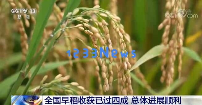 在充满希望的田野上全国早稻收割已完成四成整体进展良好