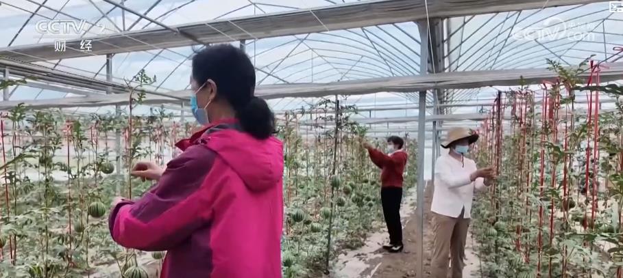亩产提升6000元与四季多次收割：智慧农业实现经济收益的最佳选择