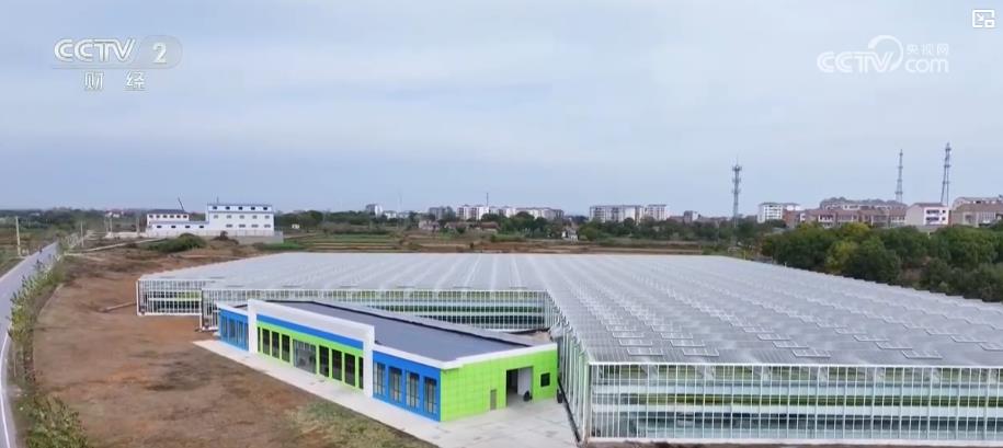 亩产提升6000元与四季多次收割：智慧农业实现经济收益的最佳选择