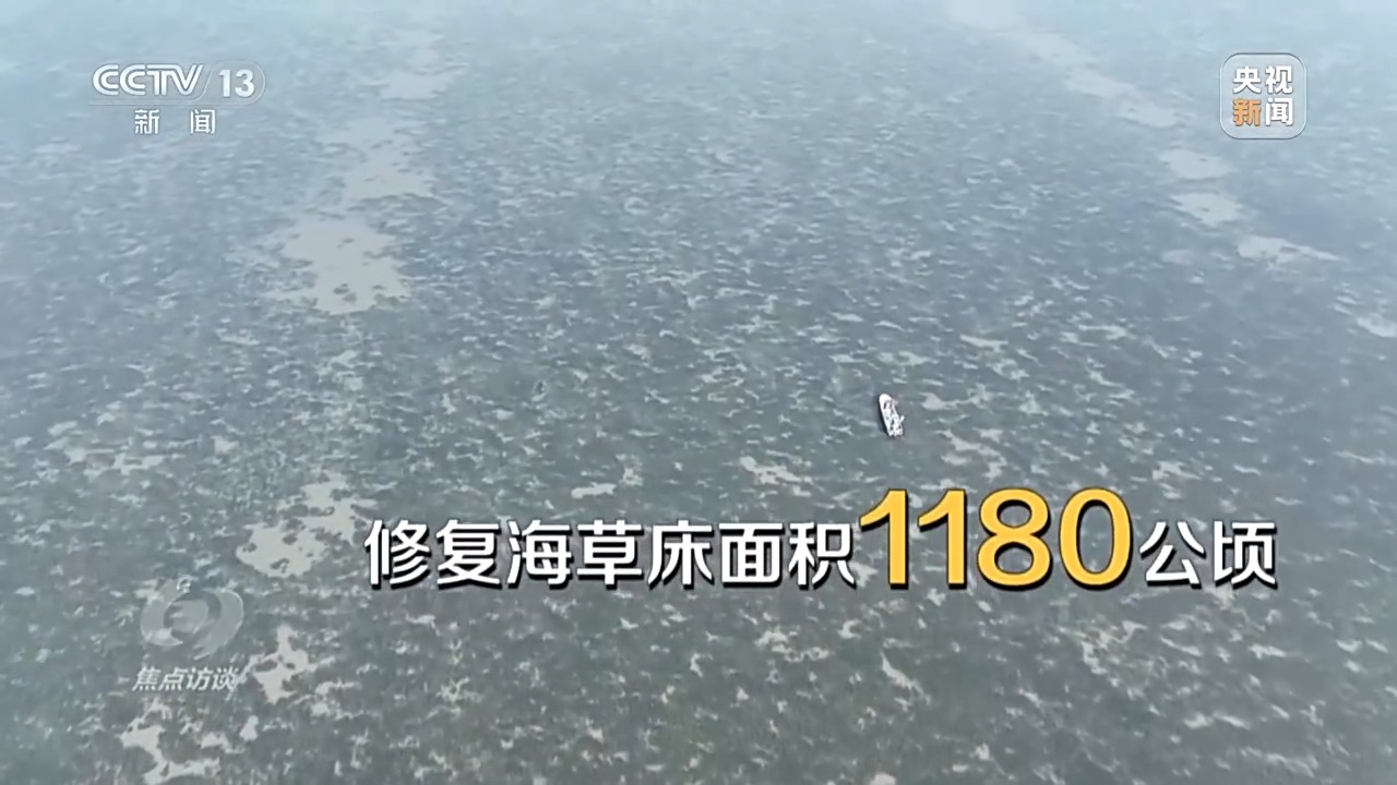 聚焦海洋生态保护，守护人海和谐共存的美丽蓝色家园