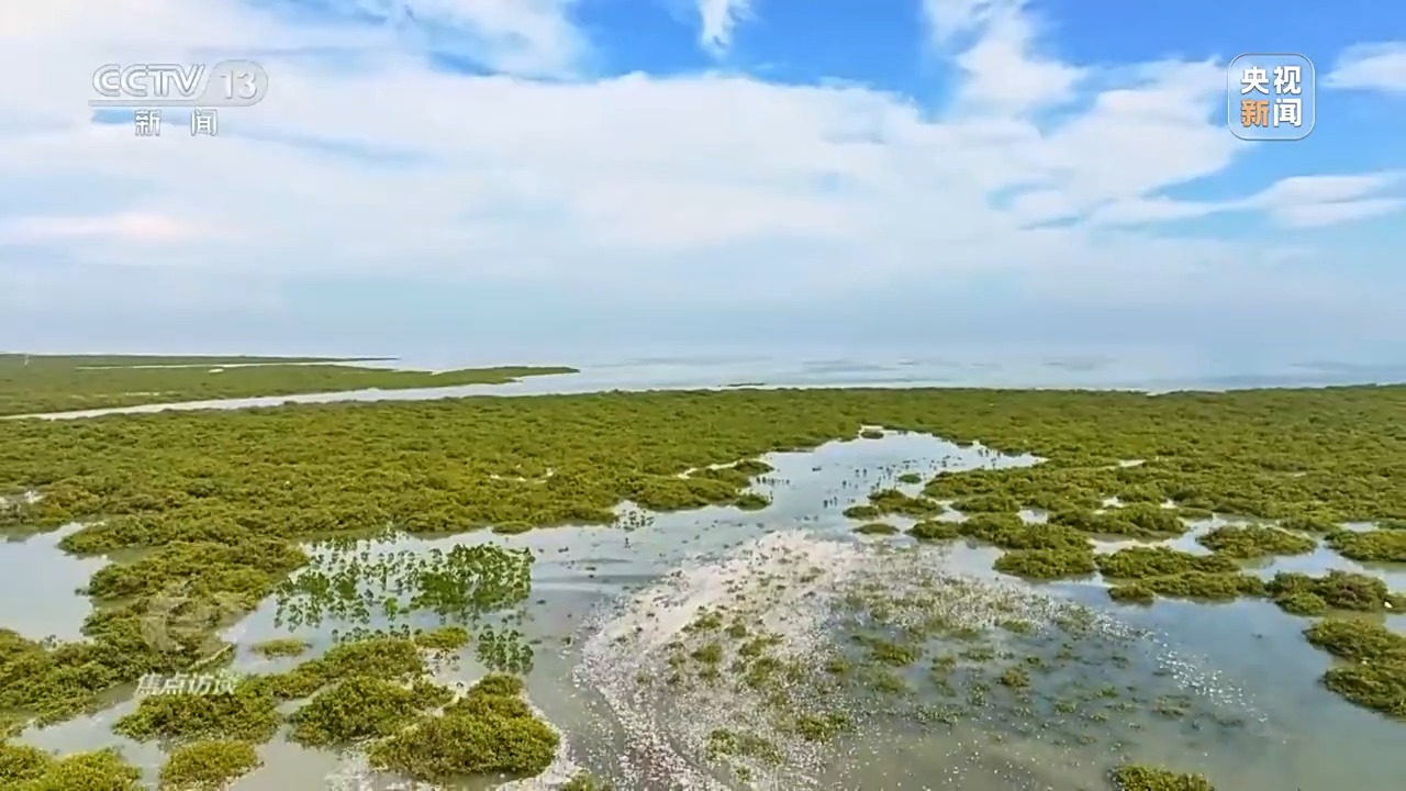 聚焦海洋生态保护，守护人海和谐共存的美丽蓝色家园
