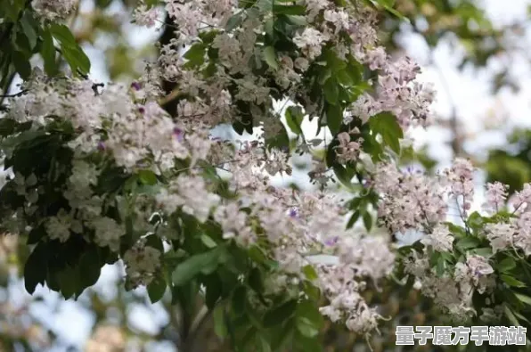 《光与夜之恋》核心战斗策略-端午佳节专辑-跨平台合作-进阶版神经编码指南（仅供技术探索使用）