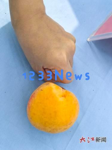 江西智慧育金果巴仁杏甜蜜醉人南疆大地,助力乡村振兴与经济发展