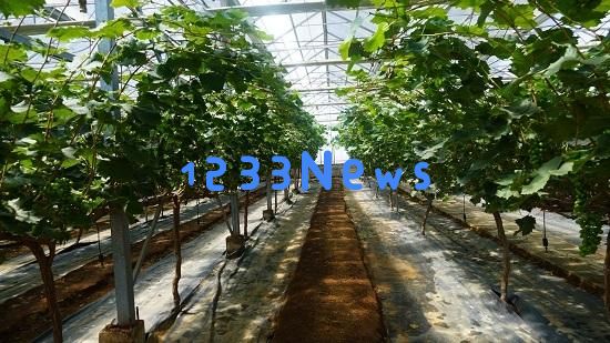 15年奋斗，平邑县武台镇葡萄合作社成功逆袭，从裂果到年销售突破千万！