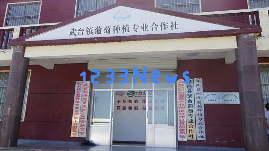 15年奋斗，平邑县武台镇葡萄合作社成功逆袭，从裂果到年销售突破千万！