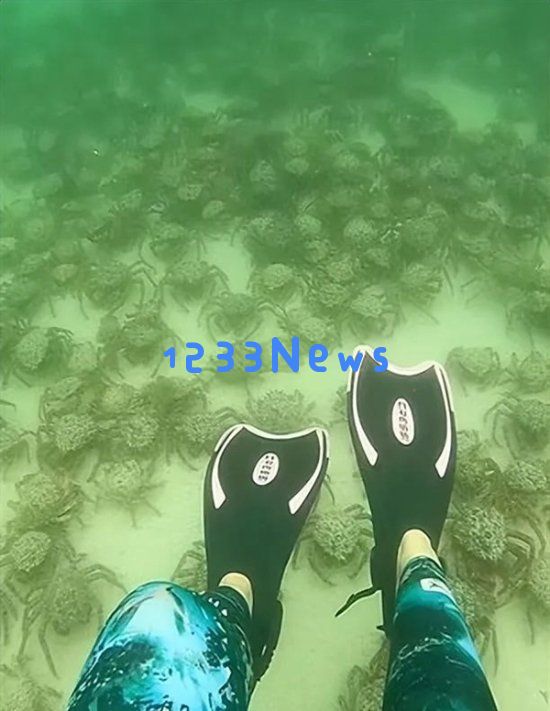 澳洲浅水区出现数以万计蜘蛛蟹当地人惊了：能吃吗？