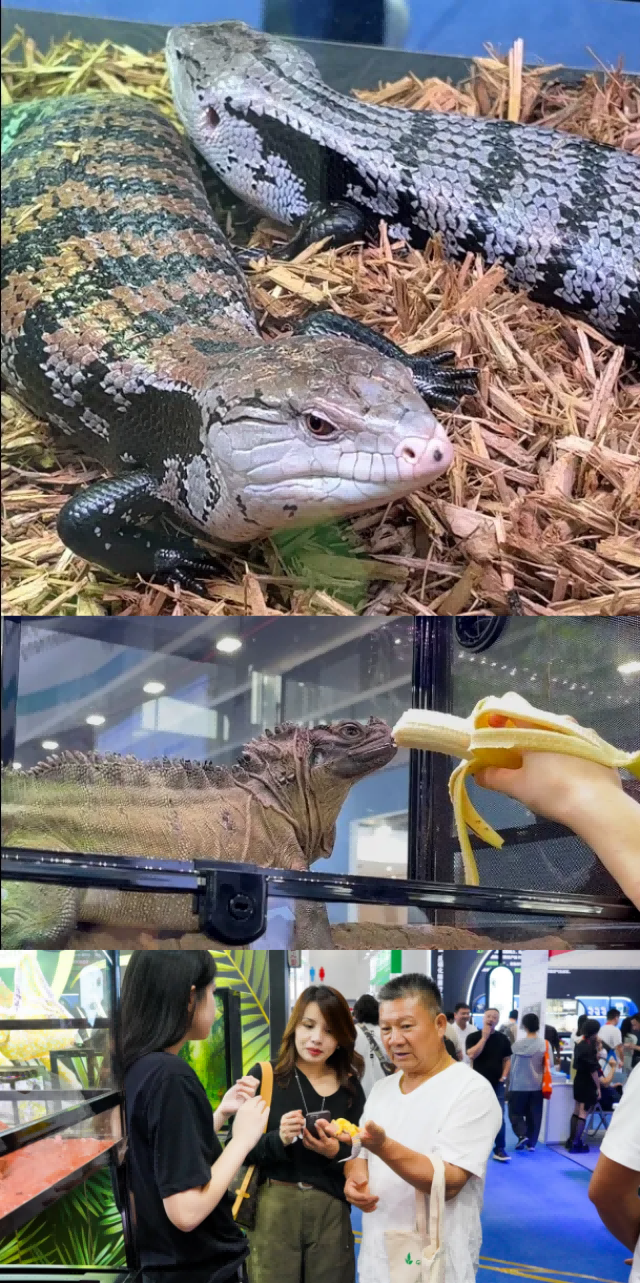 展讯动态丨REPTIZOO精彩亮相 2024第28届中国国际宠物水族展览会_新闻热点

