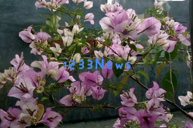 三角梅开花困难？老花农分享“摘叶三步法”，20天让你赏花无止境！