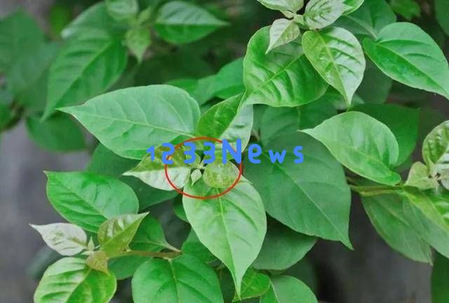 三角梅开花困难？老花农分享“摘叶三步法”，20天让你赏花无止境！