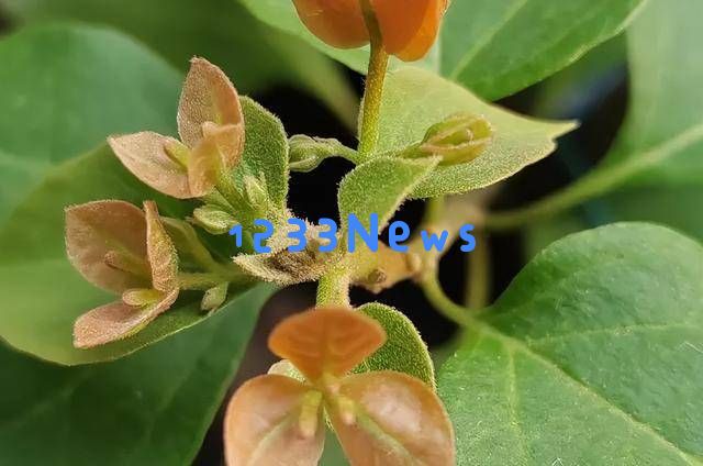 三角梅开花困难？老花农分享“摘叶三步法”，20天让你赏花无止境！