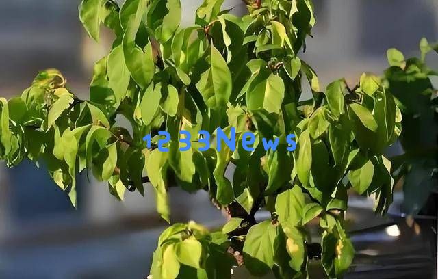 三角梅开花困难？老花农分享“摘叶三步法”，20天让你赏花无止境！