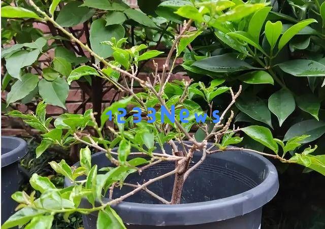 三角梅开花困难？老花农分享“摘叶三步法”，20天让你赏花无止境！