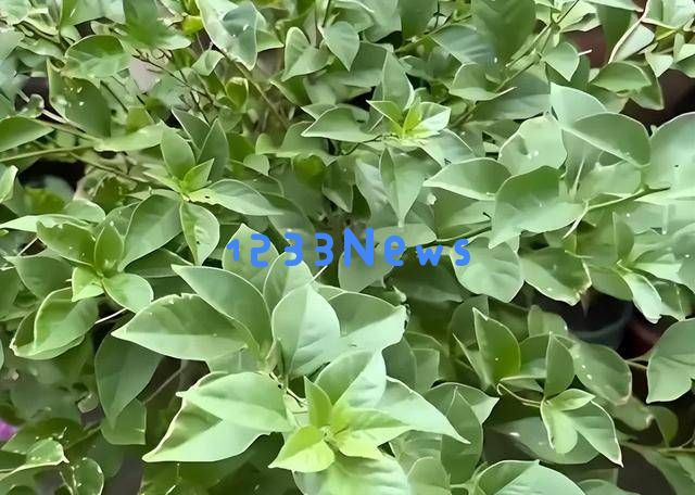 三角梅开花困难？老花农分享“摘叶三步法”，20天让你赏花无止境！
