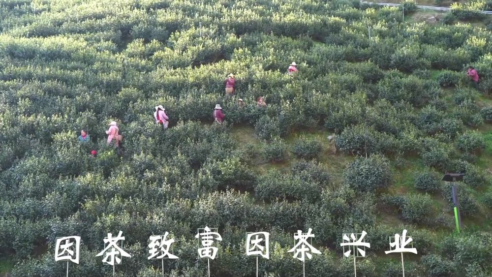 新华视点｜乡村振兴的交响乐章与美丽蜕变之旅