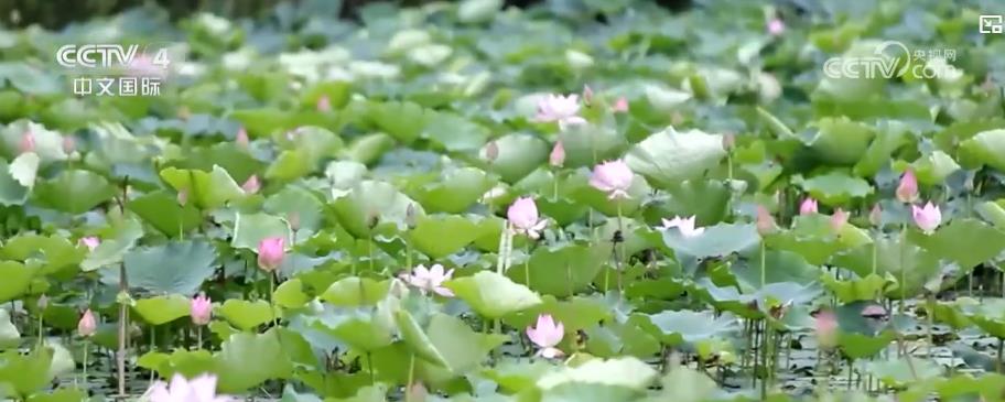各地花卉盛开吸引游客到访赏花活动助力“美丽经济”蓬勃发展