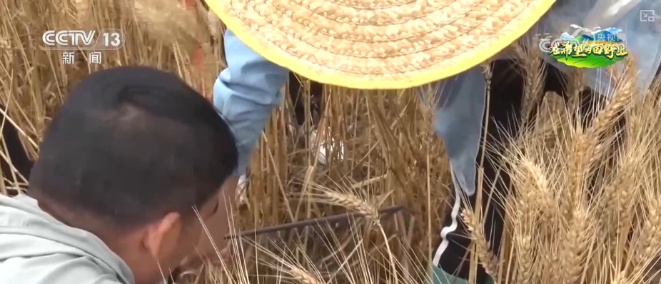 智慧农业与高质量生产相结合，科技助力丰收与节本的新方法