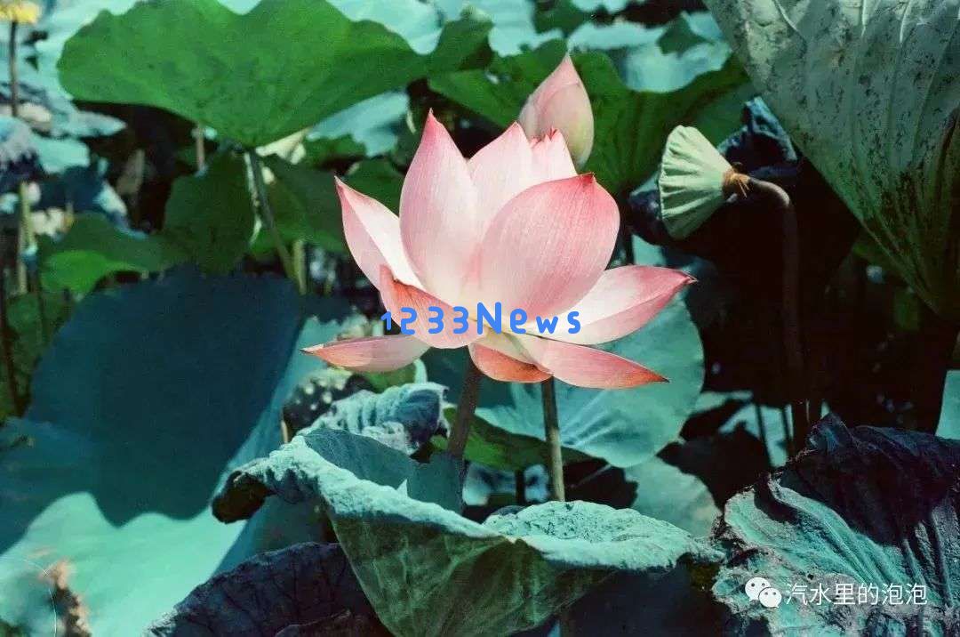 GPT-4o「吉卜力风」一夜爆火，奥特曼连夜换头像！宫崎骏痛批AI侮辱生命
