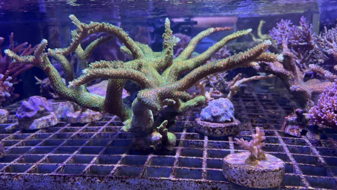 全球新物种再添两种！它们全部在中国海南发现