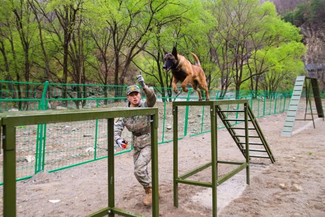 信任、默契与艰苦训练！深入火箭军某部军犬集训背后的故事