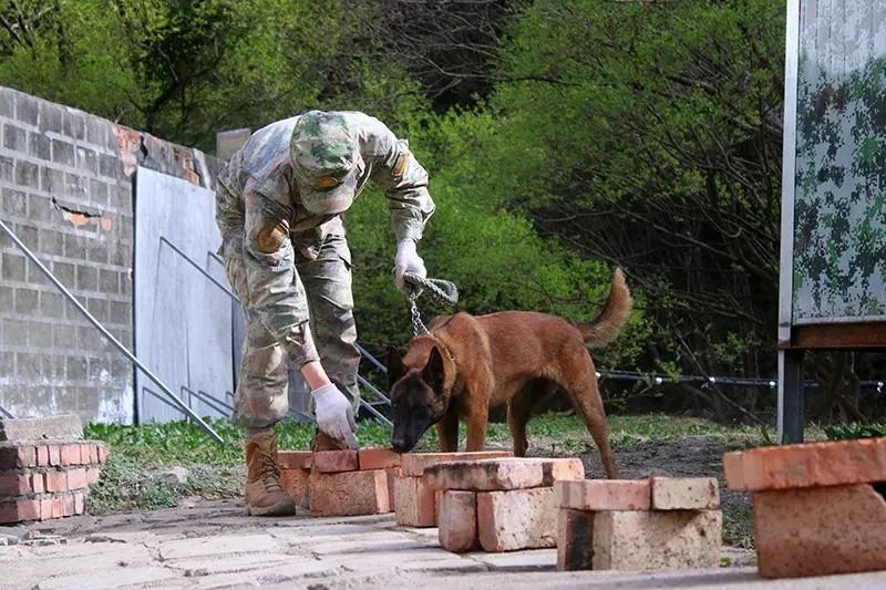 信任、默契与艰苦训练！深入火箭军某部军犬集训背后的故事