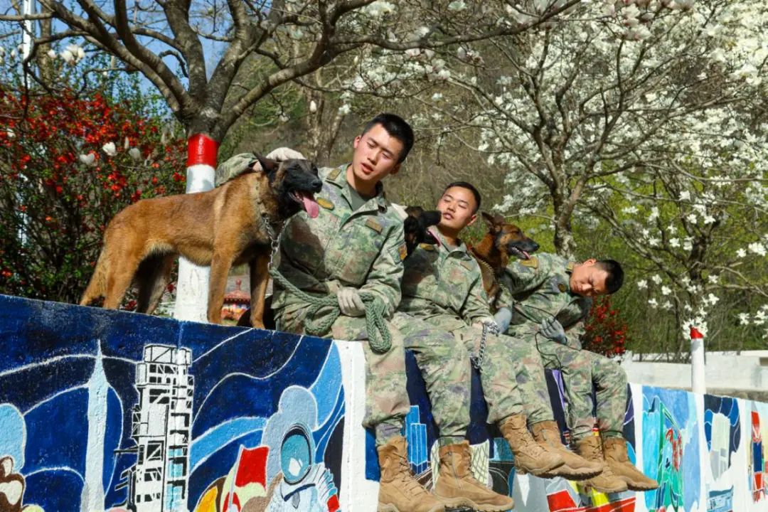 信任、默契与艰苦训练！深入火箭军某部军犬集训背后的故事