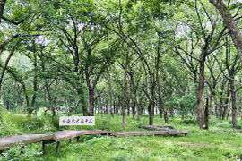 每一次呼吸似乎都能感受到森林的治愈力，杭州隐秘的小岛成为了热议焦点，沿途还有更多惊喜等待探索
