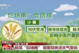 今夏主要麦区会否出现“烂场雨”？我们该如何有效预防和应对？一文探讨
