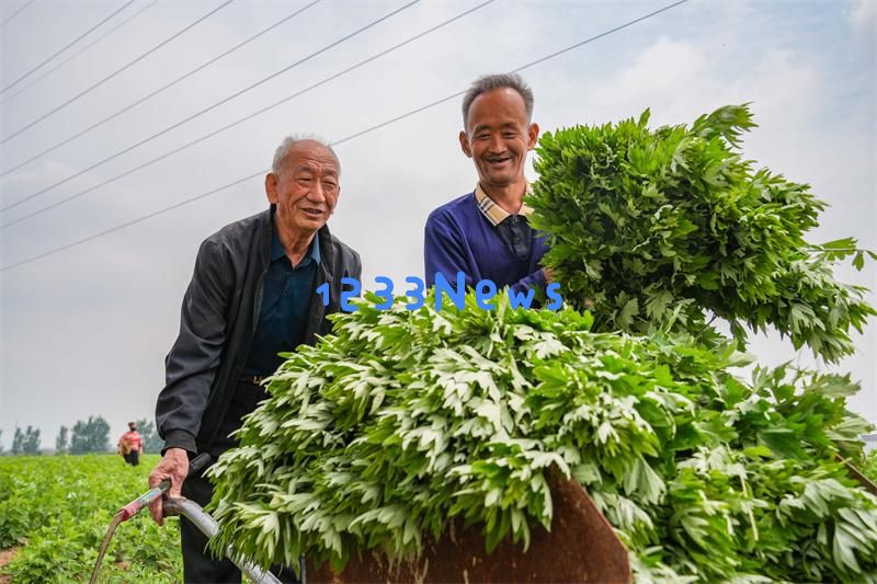 山东乐陵：艾草芳香四溢，市场销售火爆盛况频现