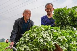 山东乐陵：艾草芳香四溢，市场销售火爆盛况频现