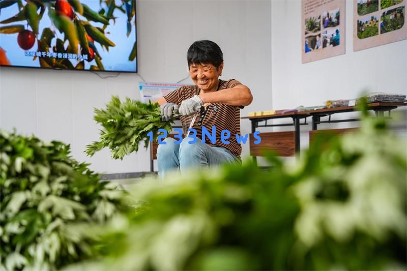 山东乐陵：艾草芳香四溢，市场销售火爆盛况频现