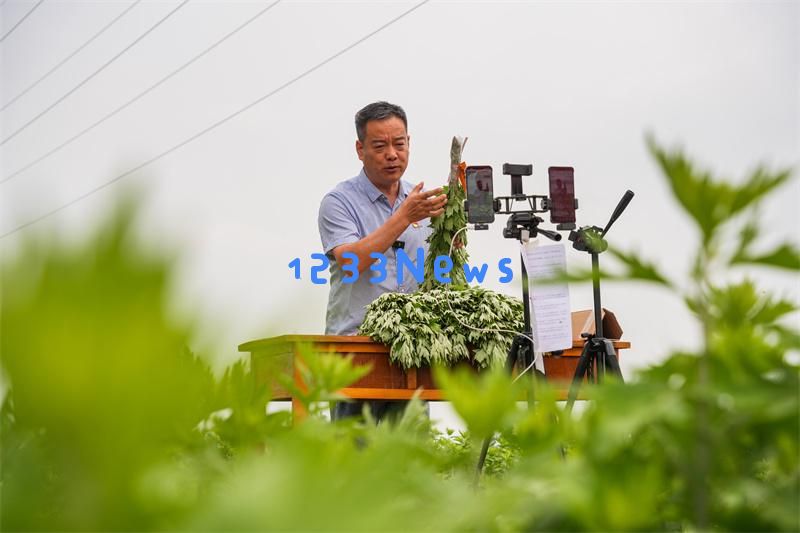 山东乐陵：艾草芳香四溢，市场销售火爆盛况频现
