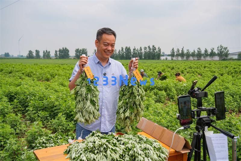 山东乐陵：艾草芳香四溢，市场销售火爆盛况频现
