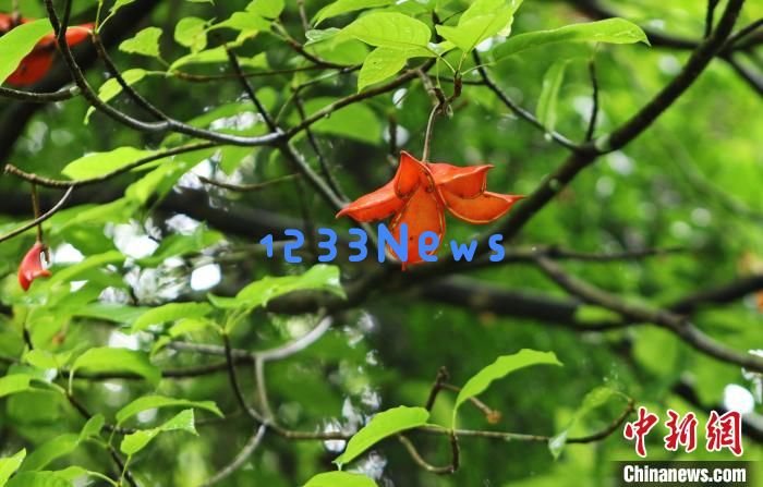 云南龙陵首次发现濒危物种大叶苹婆：惊喜与探索的生态之旅！
