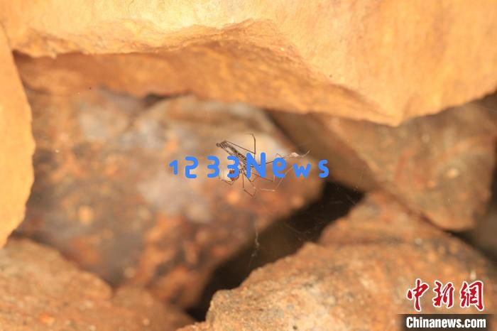 江西发现蜘蛛新物种  为研究呵叻蛛属适应区域提供依据 你知道吗？科学的精彩无限