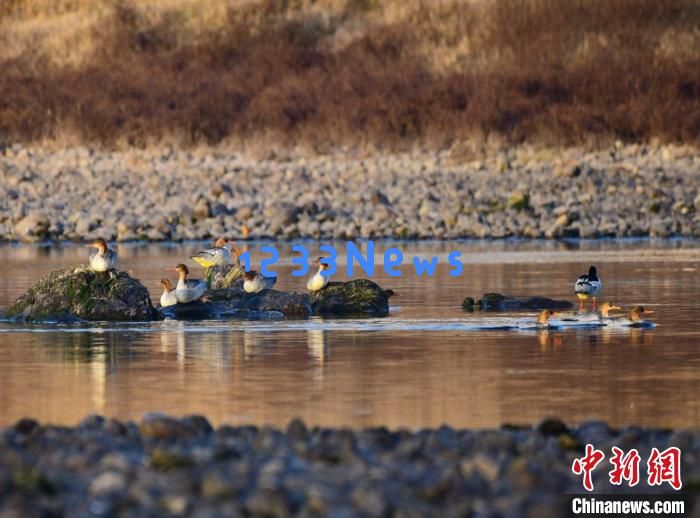  歙县完成安徽首个县域生物多样性调查 共记录物种近4千种：探索自然的神奇奥秘