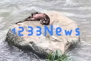 福建发现神秘水生生物“水狗”，竟能挑战鳄鱼，还敢进攻人类，网友戏称其为水猴子！