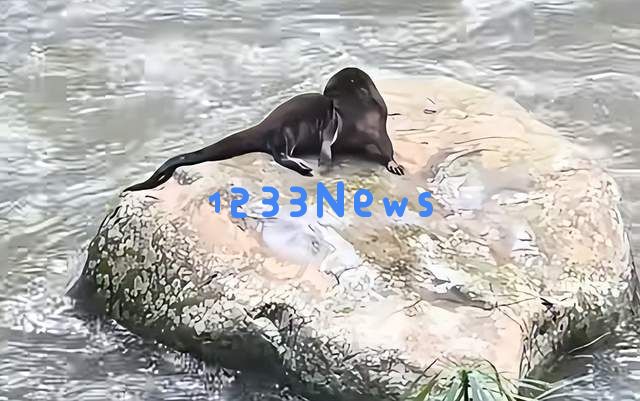 福建发现神秘水生生物“水狗”，竟能挑战鳄鱼，还敢进攻人类，网友戏称其为水猴子！
