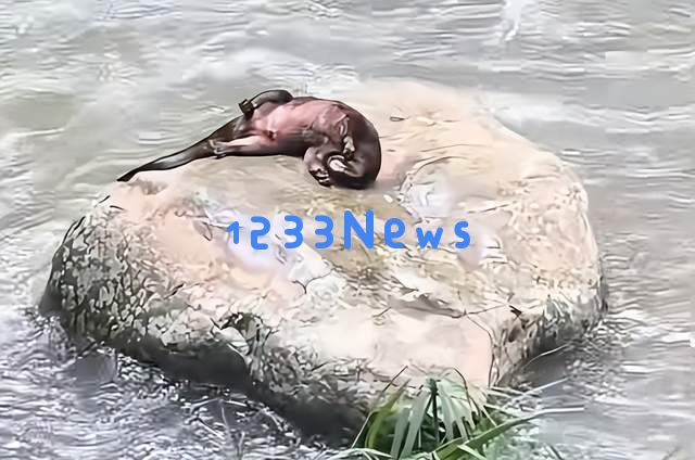 福建发现神秘水生生物“水狗”，竟能挑战鳄鱼，还敢进攻人类，网友戏称其为水猴子！