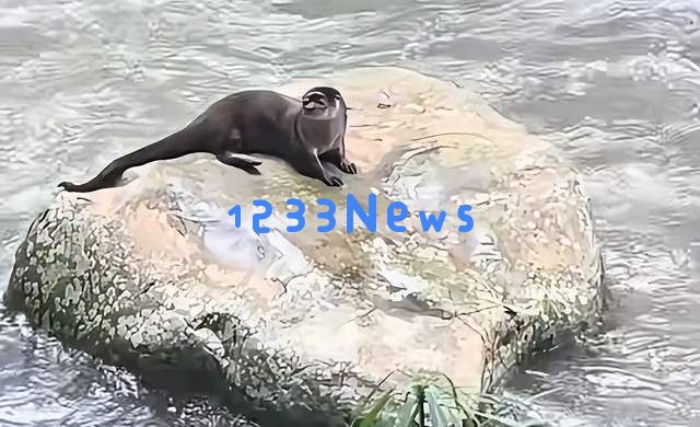 福建发现神秘水生生物“水狗”，竟能挑战鳄鱼，还敢进攻人类，网友戏称其为水猴子！