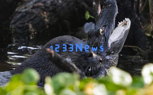 福建发现神秘水生生物“水狗”，竟能挑战鳄鱼，还敢进攻人类，网友戏称其为水猴子！