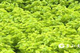 普定：从“桑海”到“蚕茧”描绘乡村振兴的新蓝图与发展路径