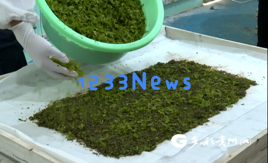 普定：从“桑海”到“蚕茧”描绘乡村振兴的新蓝图与发展路径