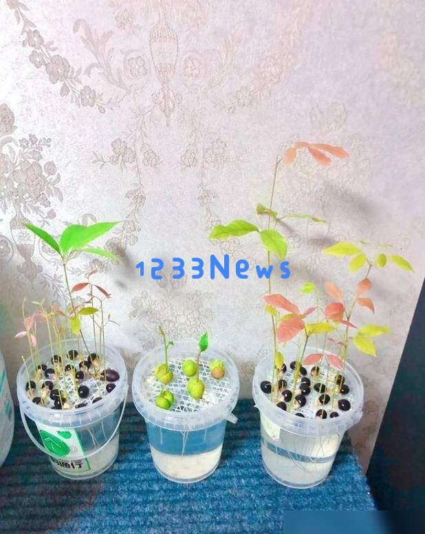 5种“果核”丢弃在花盆中，15天竟然长成迷你森林，太治愈了！