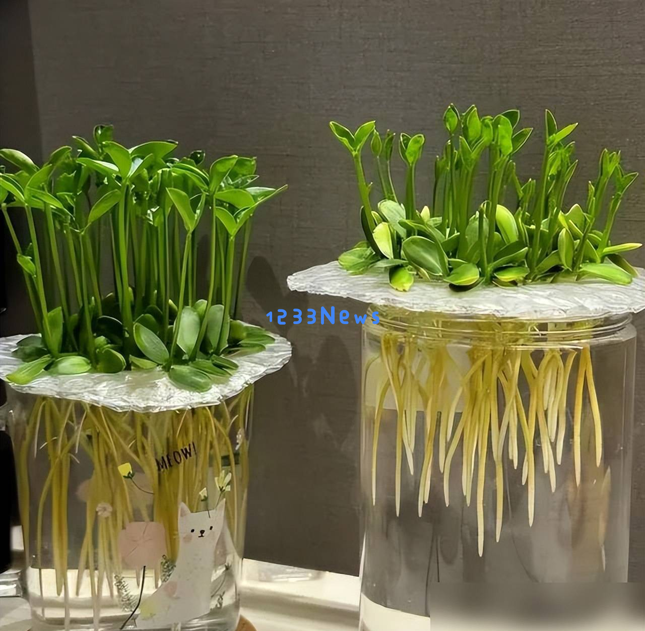 5种“果核”丢弃在花盆中，15天竟然长成迷你森林，太治愈了！