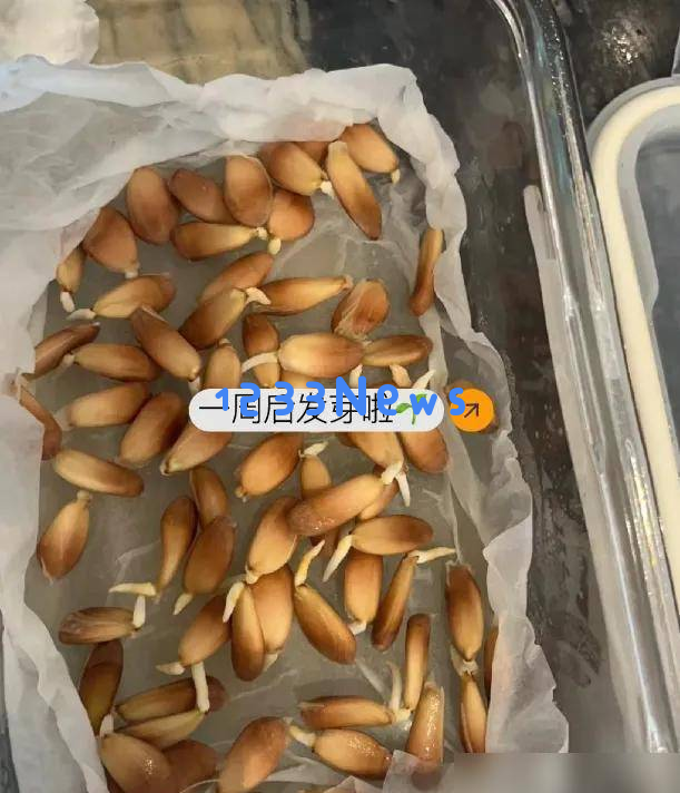 5种“果核”丢弃在花盆中，15天竟然长成迷你森林，太治愈了！