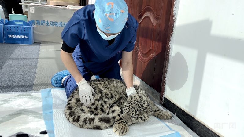 【牢记使命·欣赏美丽中国】守护高原生态的自然之美，保持其永恒魅力