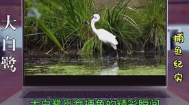《文明6》宠物培养-2025春季最新优化-阿里生态专属-开放世界RPG