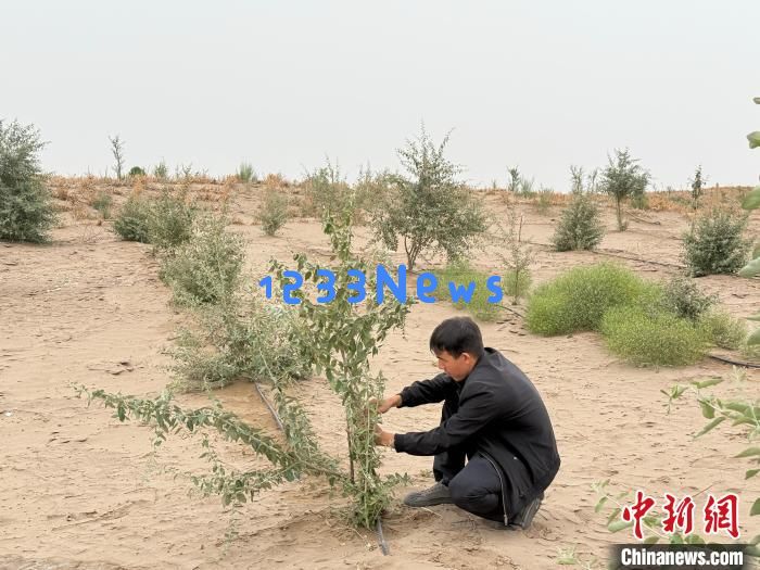 绿进沙退、绿富同兴，实探中国最大沙漠治理，见证生态奇迹！